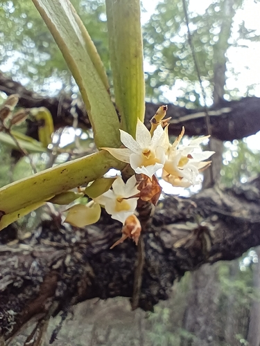 Calyptrochilum christyanum
