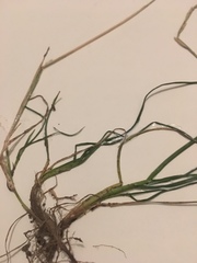 Thinopyrum intermedium