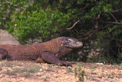 Varanus komodoensis