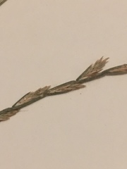 Thinopyrum intermedium