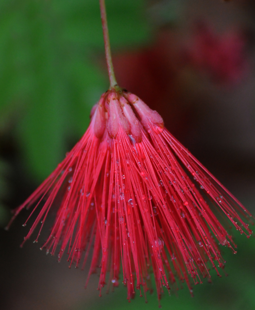 Calliandra peninsularis