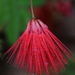 Calliandra peninsularis - Photo (c) Steven Mlodinow, some rights reserved (CC BY-NC), uploaded by Steven Mlodinow