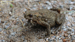 Bufo stejnegeri