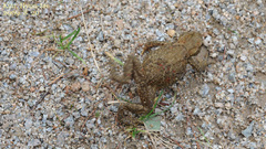 Bufo stejnegeri