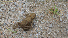 Bufo stejnegeri