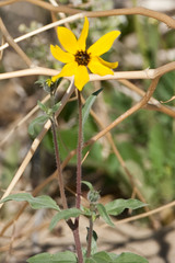 Helianthus petiolaris canescens