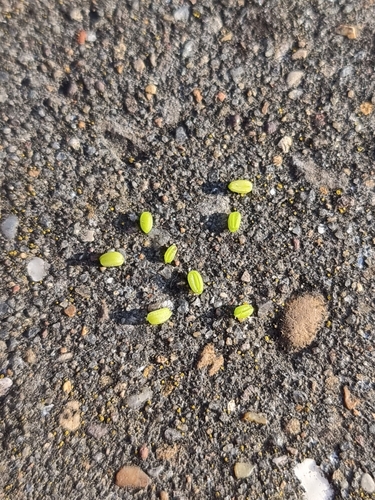 Image of Valerianella carinata by (c) Daniel Cahen, some rights reserved (CC BY)