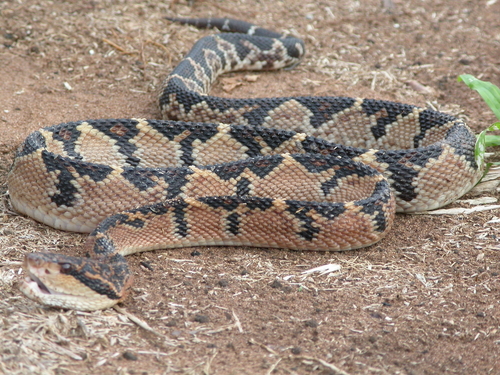 Photo of a Bushmaster (Lachesis muta)