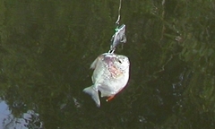 Characiformes