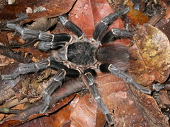 Acanthoscurria