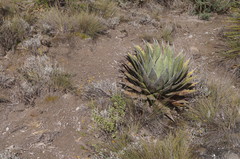 Agave obscura
