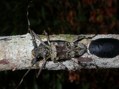 Macropophora trochlearis
