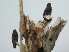 Chelidoptera tenebrosa
