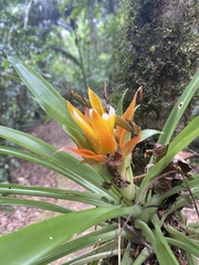 Guzmania lingulata image