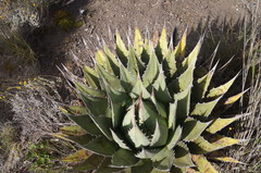Agave obscura