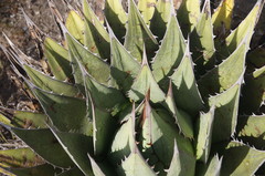 Agave obscura