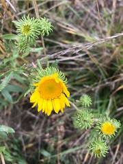 Grindelia squarrosa serrulata