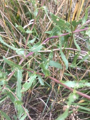 Grindelia squarrosa serrulata