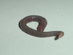 Lumbricidae
