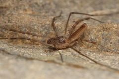 Neopilionidae