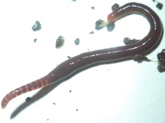 Lumbricidae