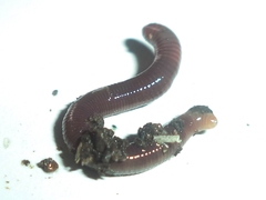 Lumbricidae
