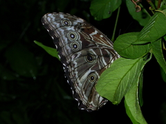 Morpho deidamia