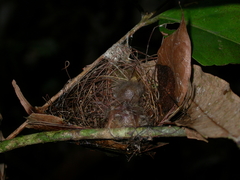 Heterocercus linteatus