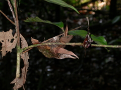 Heterocercus linteatus