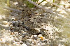 Phrynosoma mcallii