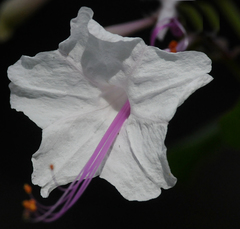 Mirabilis exserta