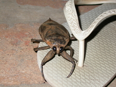 Lethocerus