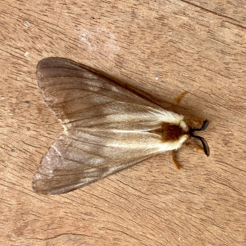 Anaphe venata