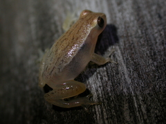 Dendropsophus nanus