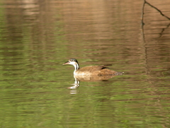 Heliornis fulica