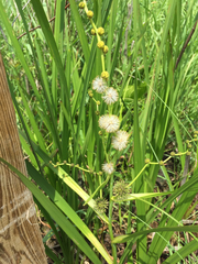 Sparganium androcladum