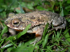 Rhinella major