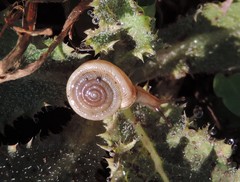 Polygyra