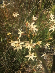 Ixia paniculata