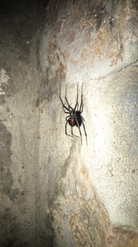 Western Black Widow
