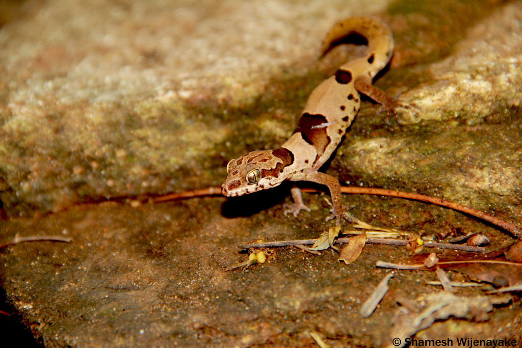 Northern Sri Lanka Gecko