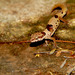 Cyrtodactylus yakhuna - Photo (c) Shåmésh Wijenayaka, algunos derechos reservados (CC BY-NC), subido por Shåmésh Wijenayaka