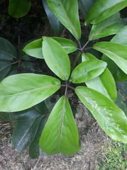 Pseudopanax laetus