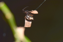 Micrathena aureola