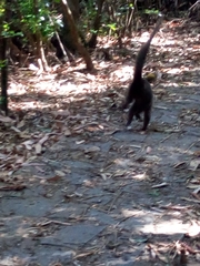 Eulemur rufifrons