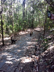 Eulemur rufifrons