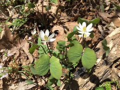 Jeffersonia diphylla