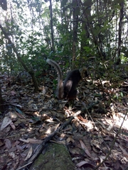 Eulemur rufifrons