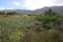 Thelypteris confluens