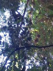 Eulemur rufifrons
